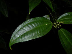 Image of Miconia gracilis Triana