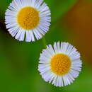 Image of Oak-Leaf Fleabane