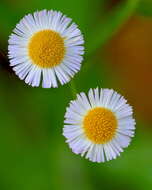 Image of Oak-Leaf Fleabane