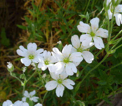 صورة Cerastium gibraltaricum Boiss.