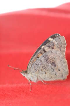 Image of Meadow Argus