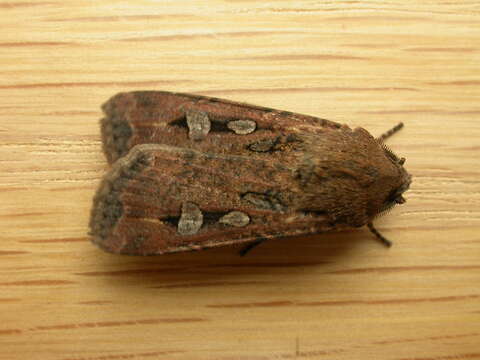 Image of Bogong moth