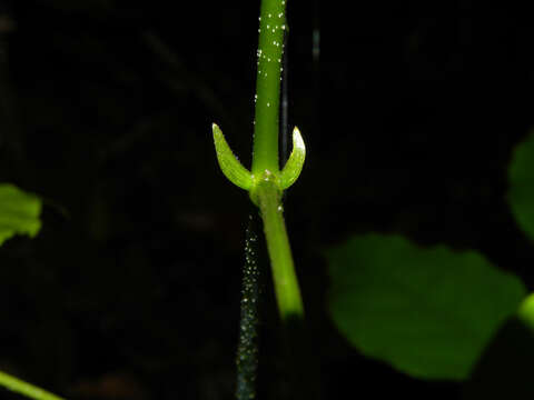 Image of Pterocarpus violaceus Vogel