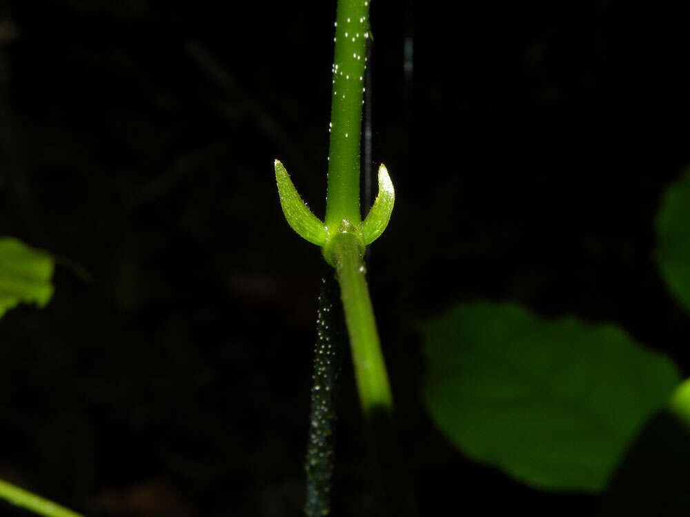 Image of Pterocarpus violaceus Vogel