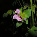 Image of tropical leafbract