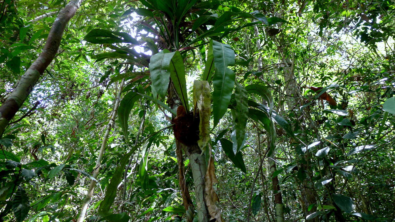 Image of wild birdnest fern