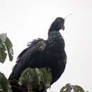 Image of Horned Screamer