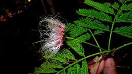 Image of albizia