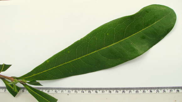 Image of Magnoliopsida