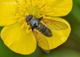 Image of hoverfly