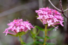 Image of Pimelea rosea R. Br.