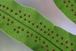 Image of golden polypody