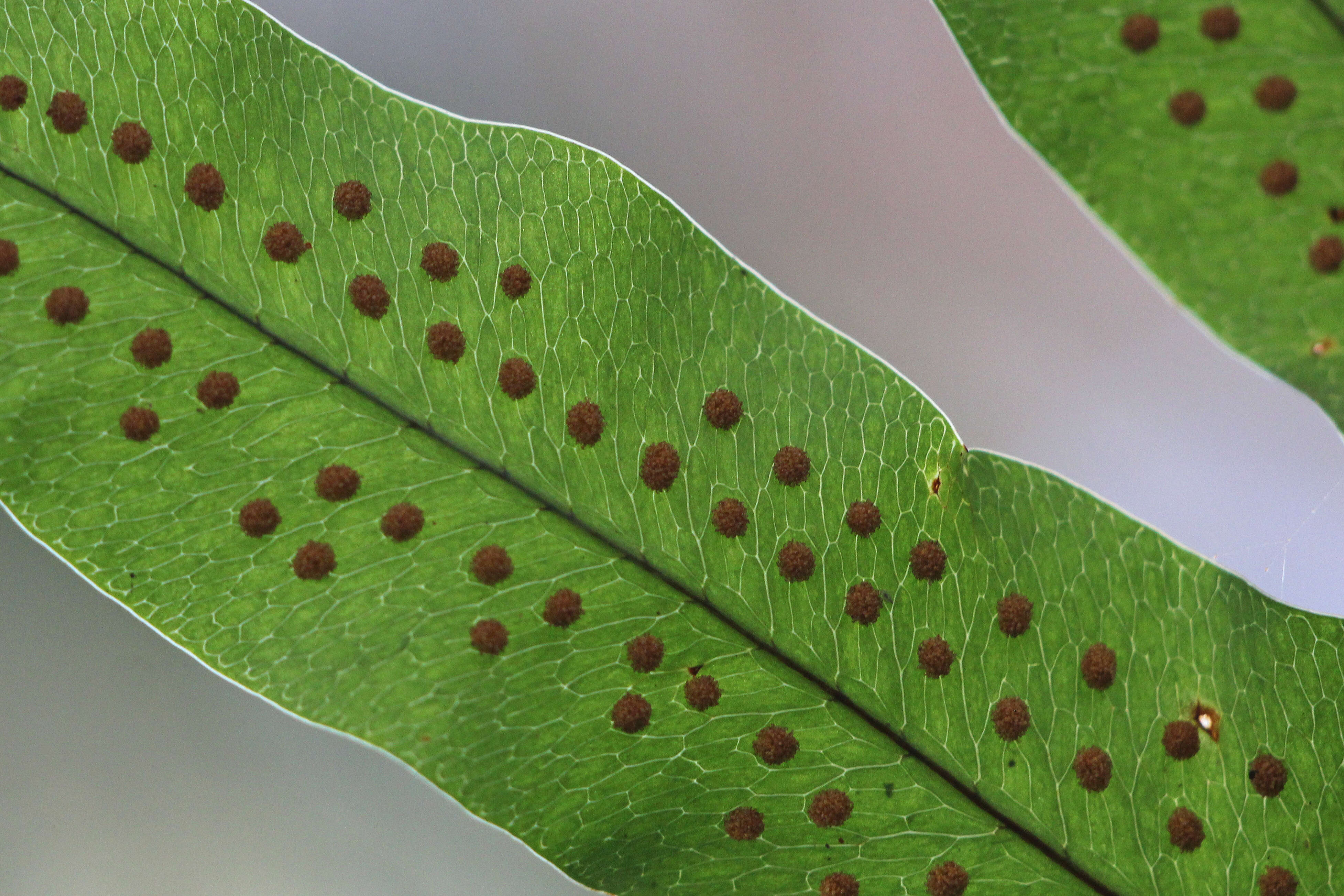 Image of golden polypody