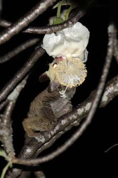 Image of Zanzibar bushbaby