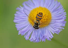 Image of Oak-Leaf Fleabane