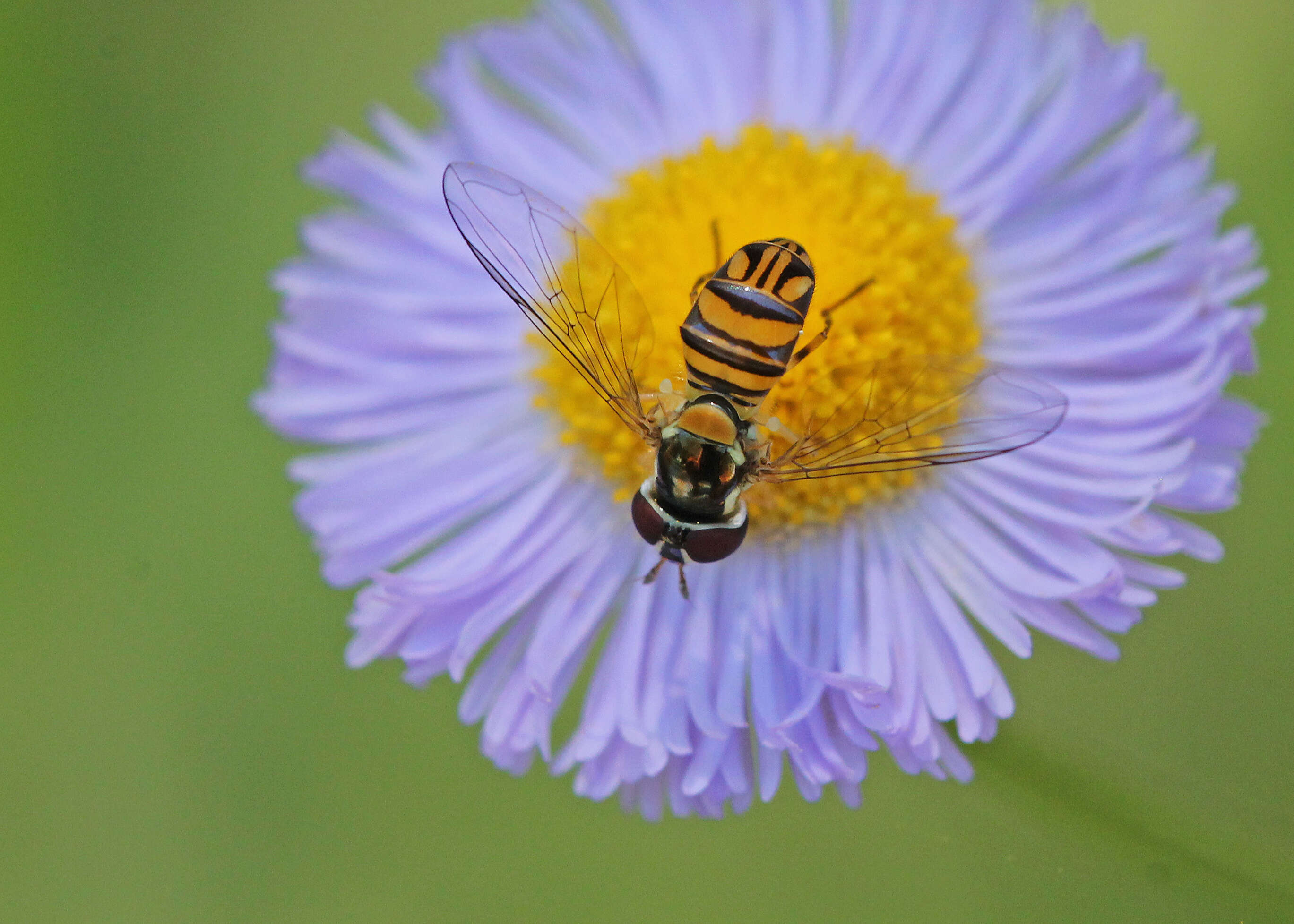 Image of Oak-Leaf Fleabane