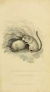 Image of dormice and hazel mice