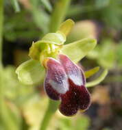 Image of ophrys