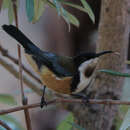 Image of Eastern Spinebill