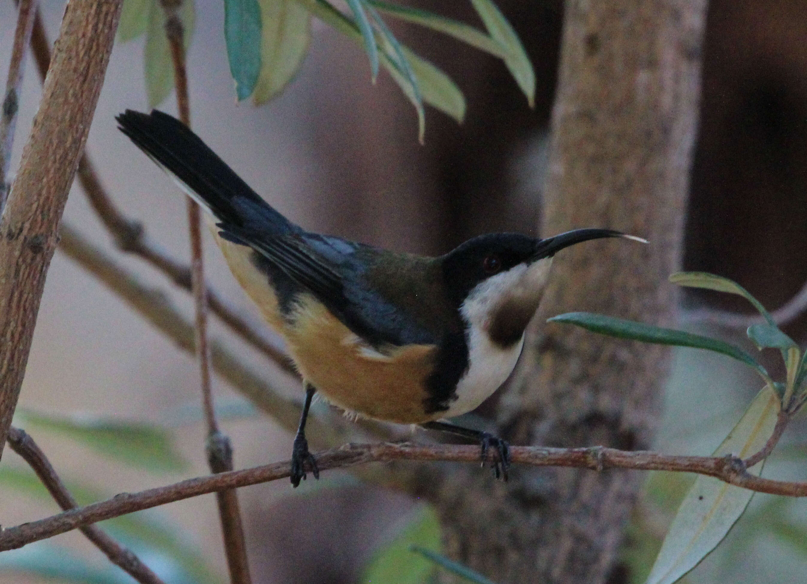 Image of Spinebill