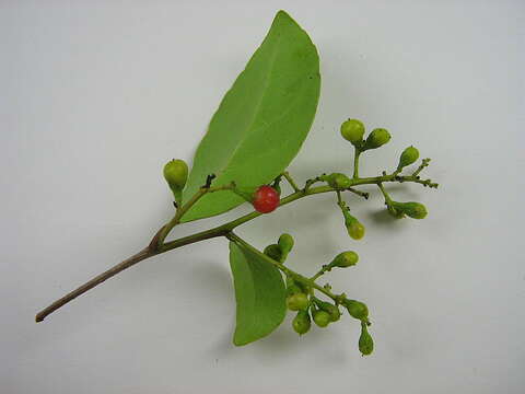 Image of Banara parviflora (A. Gray) Benth.