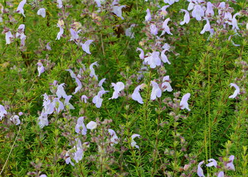 Image of largeflower false rosemary