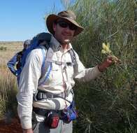 Image of Grevillea stenobotrya F. Müll.