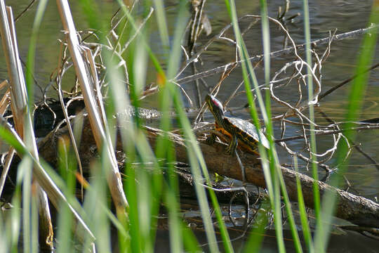 Image of Trachemys Agassiz 1857