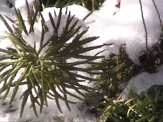 Image of Alpine Clubmosses