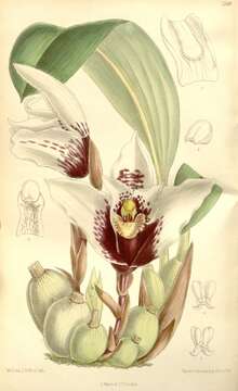 Image of Maxillaria sanderiana Rchb. fil. ex Sander