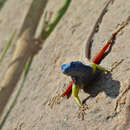 Image of Broadley’s flat lizard