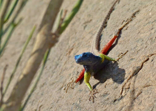 Image of Flat lizards