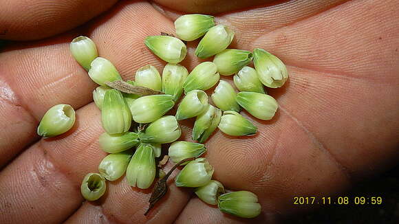 Image de Pouteria macrophylla (Lam.) Eyma