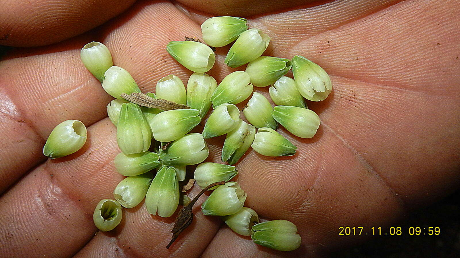 Image of Pouteria macrophylla (Lam.) Eyma