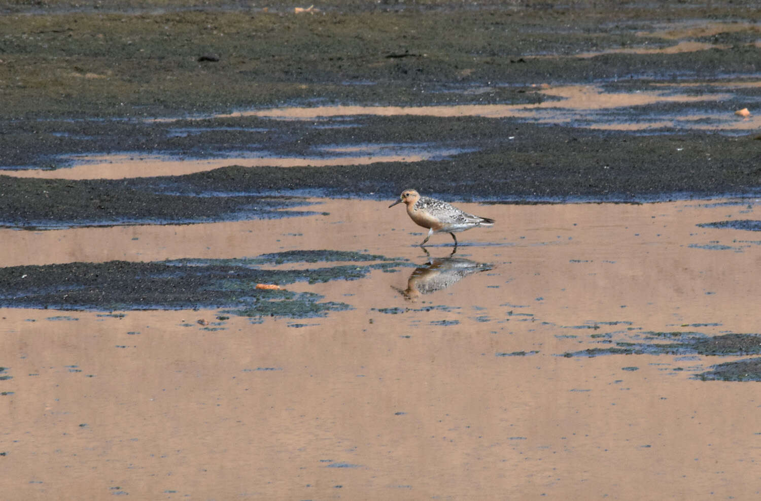 Image of Calidris Merrem 1804