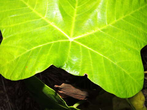 Cecropia insignis Liebm.的圖片