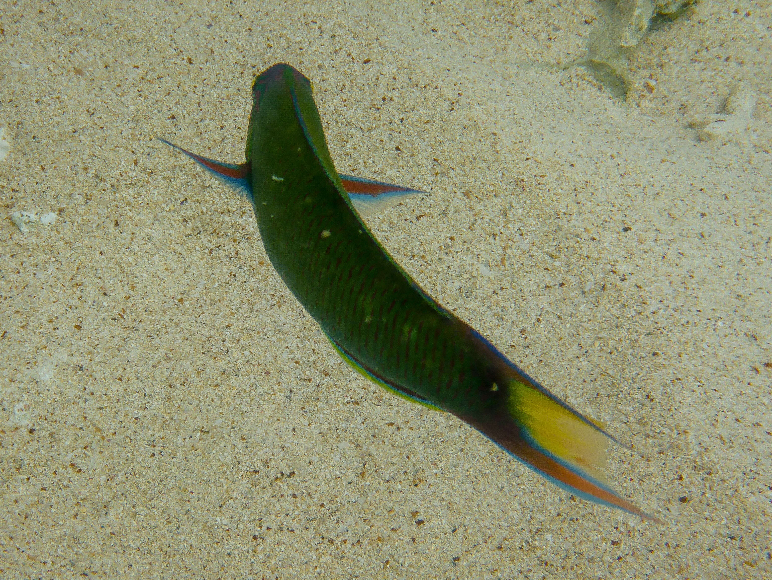 Image of Wrasses