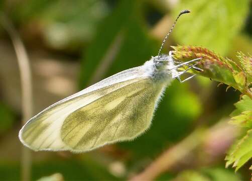 Leptidea sinapis (Linnaeus 1758)的圖片