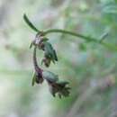 Image of Gonocarpus tetragynus Labill.