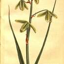 Image of Albuca canadensis (L.) F. M. Leight.