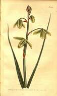 Image de Albuca canadensis (L.) F. M. Leight.