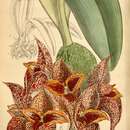 Image of Bulbophyllum macrobulbum J. J. Sm.