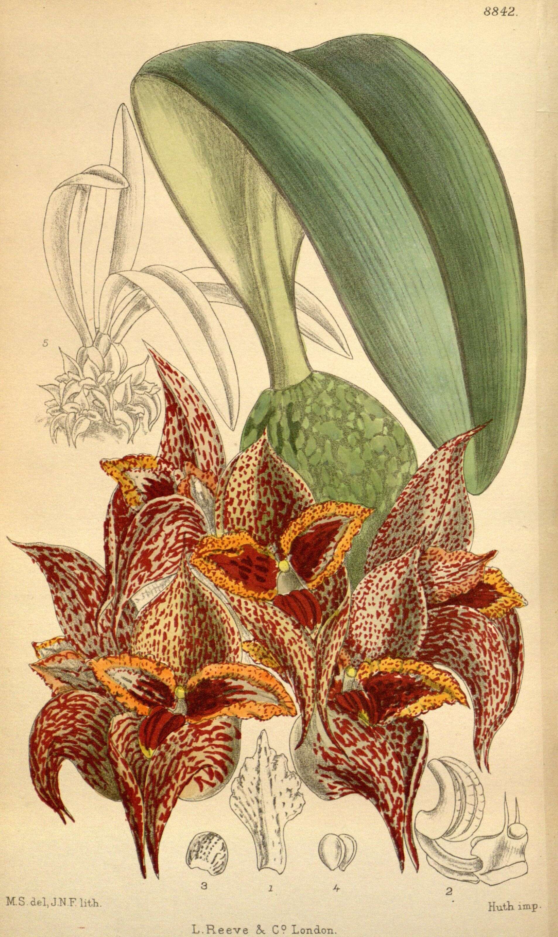 Image of Bulbophyllum macrobulbum J. J. Sm.