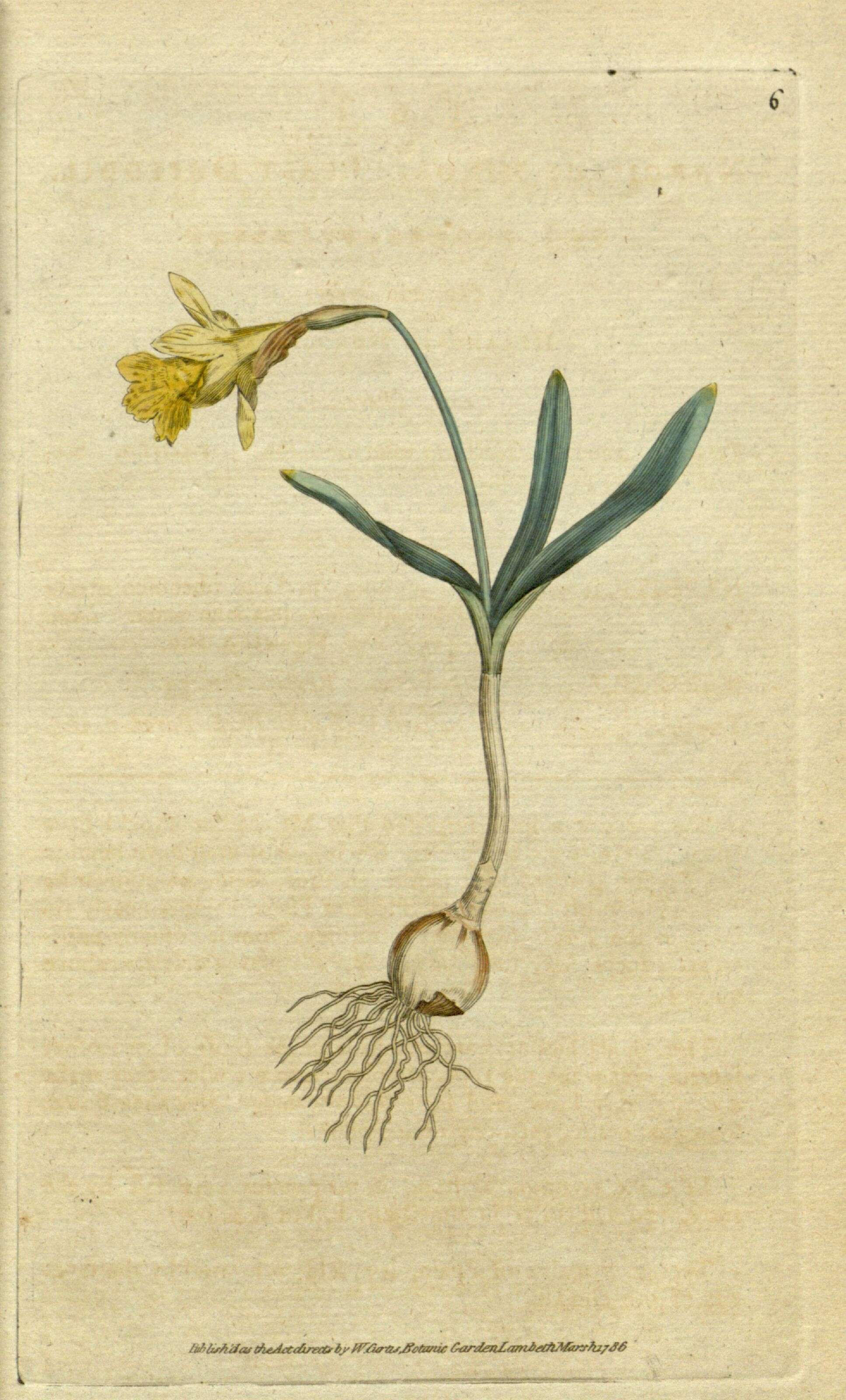 Image of Narcissus minor L.