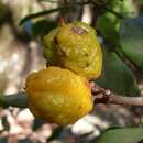 Image of Pittosporum revolutum