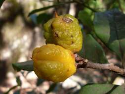 Image of Pittosporum revolutum