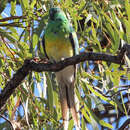 Image of Red-rumped Parrot