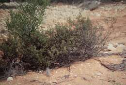 صورة Eremophila decipiens subsp. decipiens