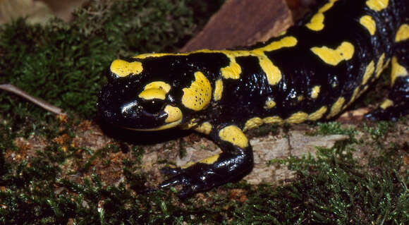 Image of Common Fire Salamander