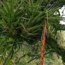 Image of Vriesea tequendamae (André) L. B. Sm.